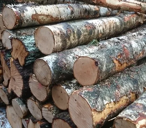 Stammholz – Birke 20 RM