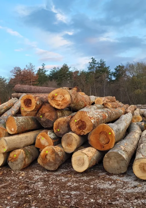 Stammholz – Buche 20 RM